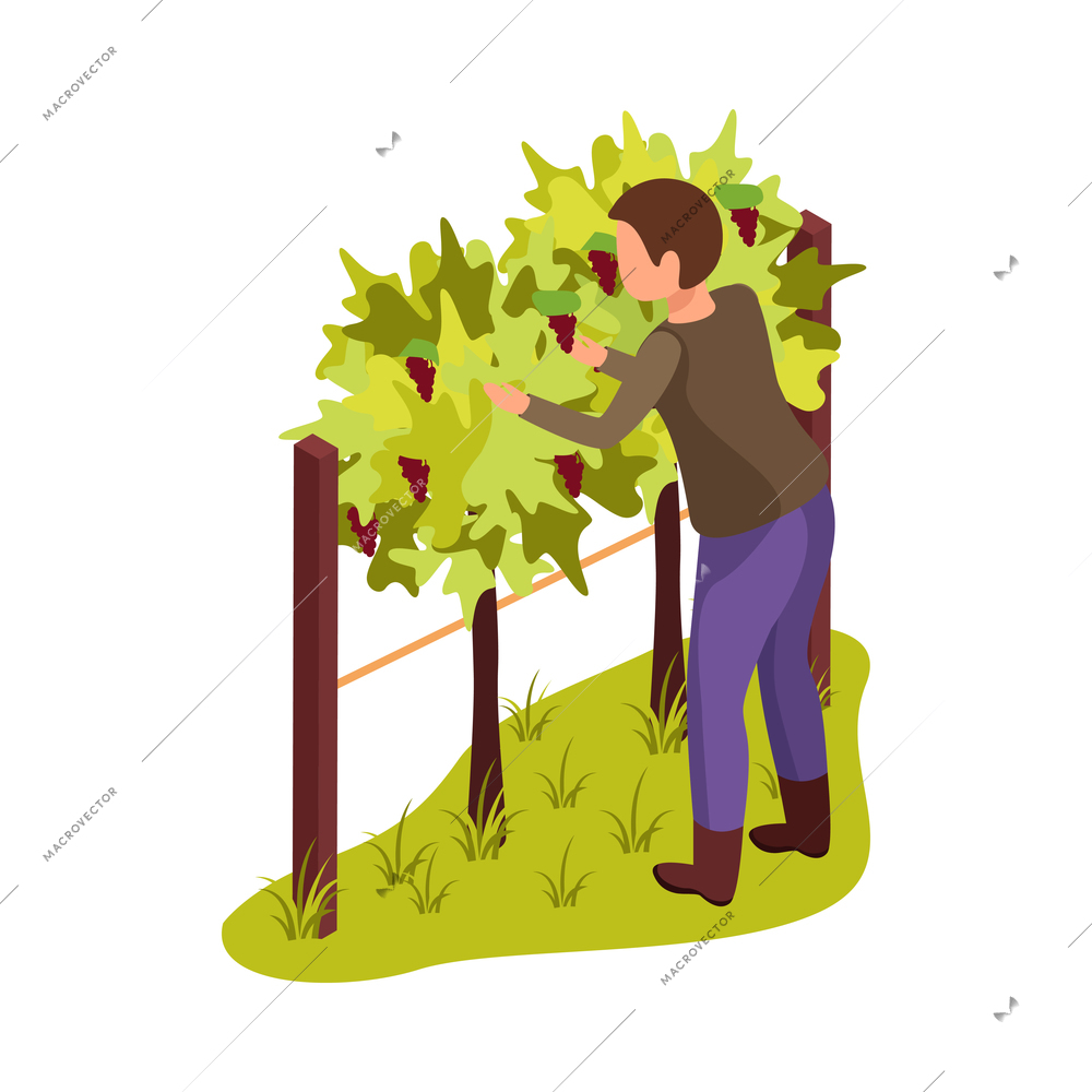 Farmer collecting ripe grapes on vineyard 3d isometric vector illustration