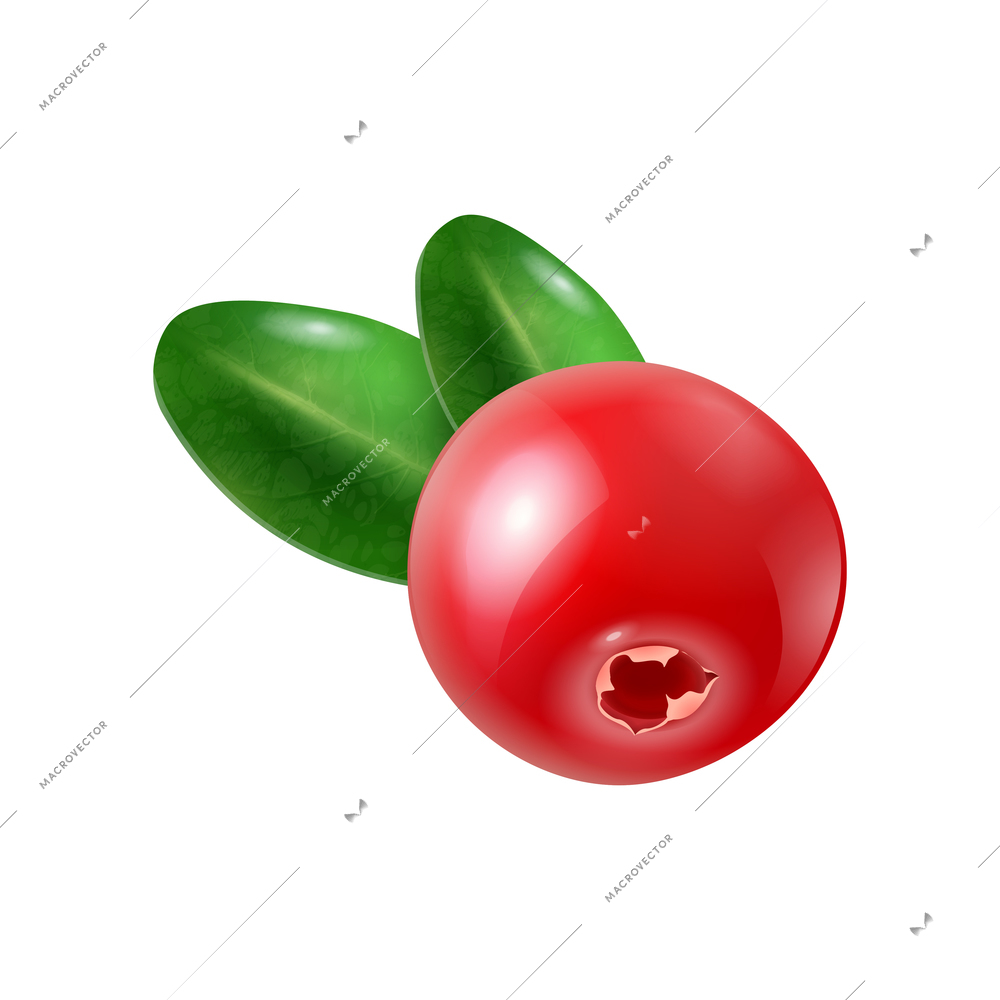 Fresh cranberry with two green leaves realistic vector illustration