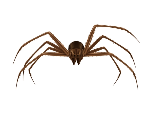 Realistic brown spider front view on white background vector illustration