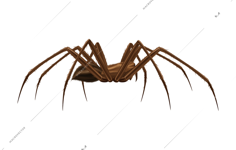 Realistic big brown spider side view on white background vector illustration