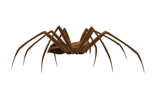 Realistic big brown spider side view on white background vector illustration