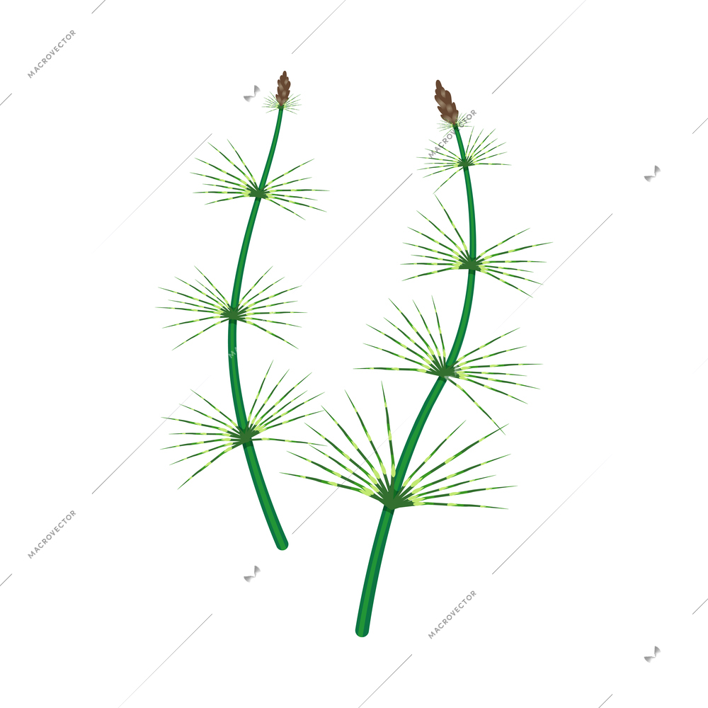 Green twigs of spruce prehistoric plant on white background flat isolated vector illustration