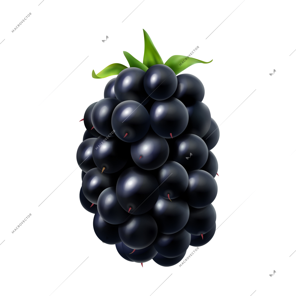 Realistic ripe blackberry with green leaf on white background vector illustration