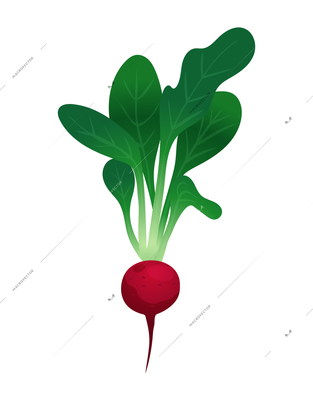 Ripe radish with green tops on white background flat vector illustration