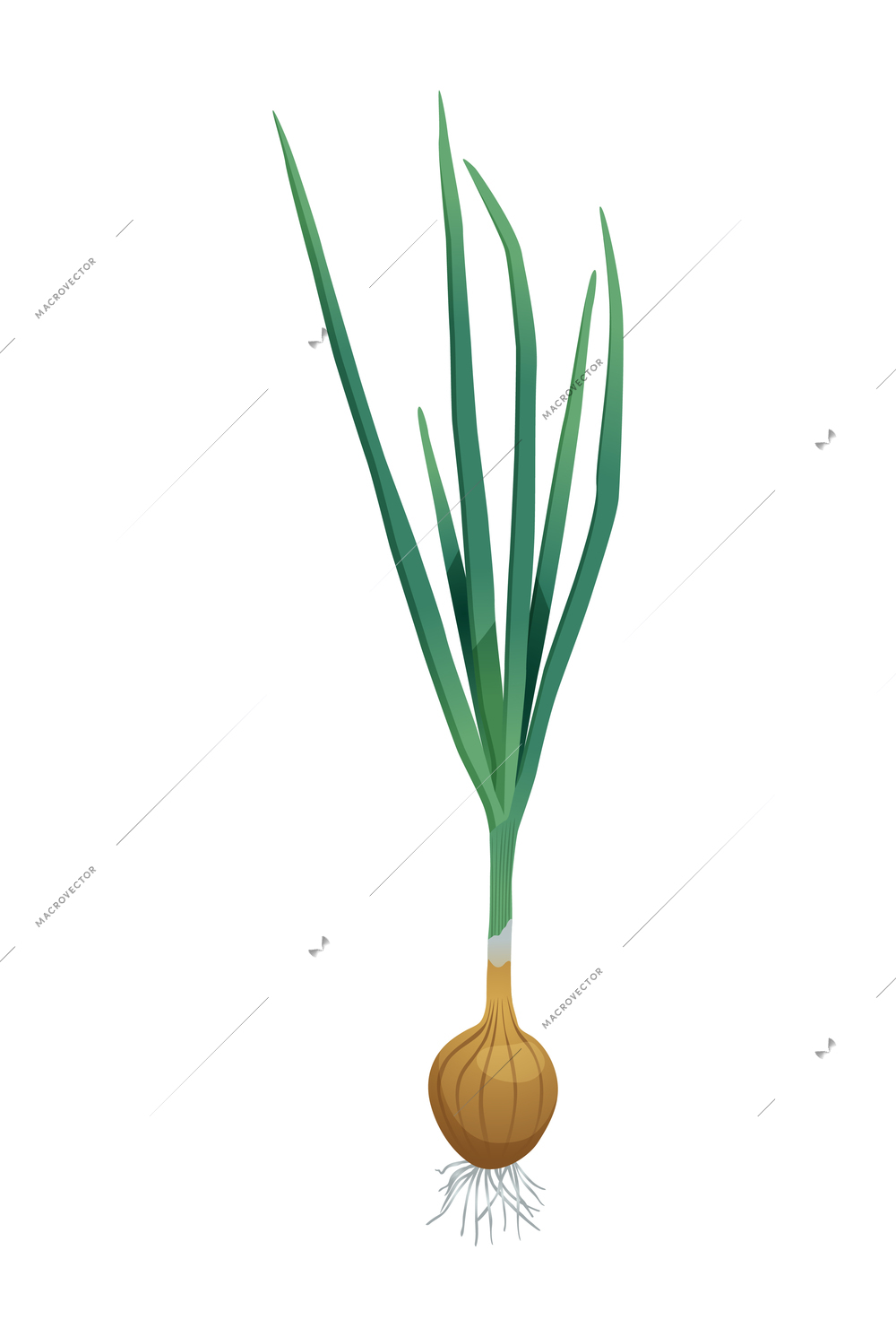 Fresh onion bulb with green tops flat vector illustration