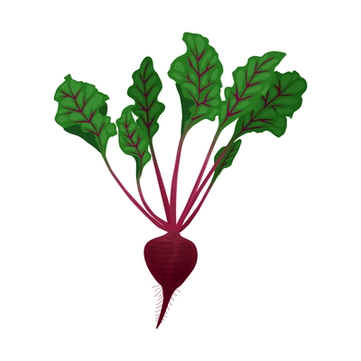 Flat ripe beet with green tops on white background vector illustration