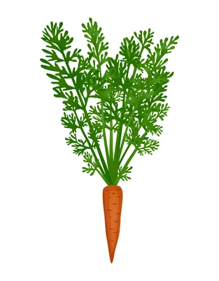 Flat carrot with green tops on white background vector illustration