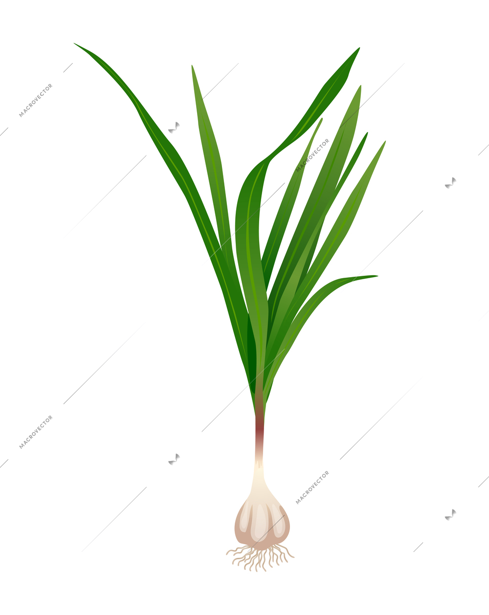 Flat garlic bulb with green tops on white background vector illustration