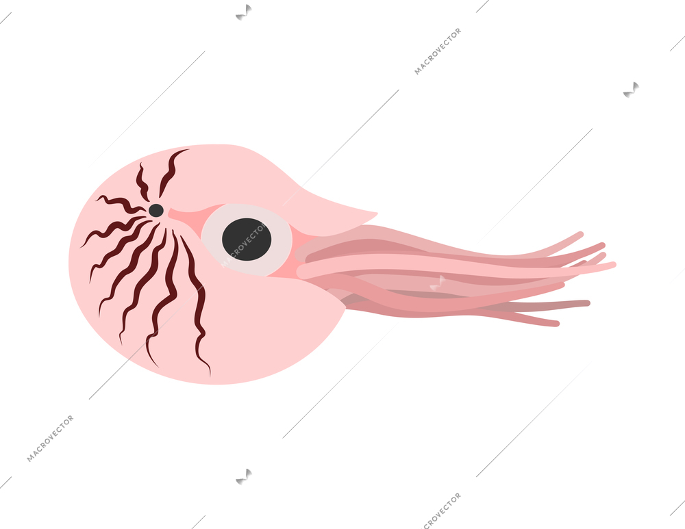 Flat icon with pink nautilus on white background vector illustration
