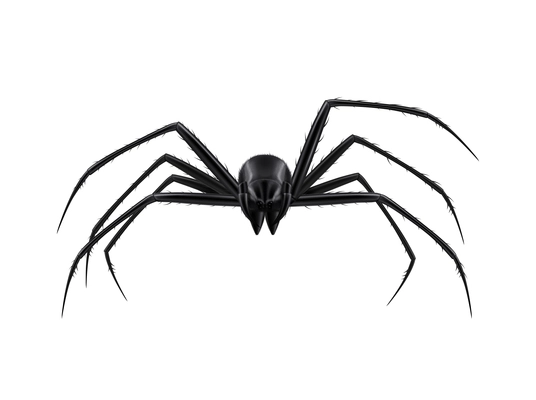 Black spider front view on white background realistic vector illustration