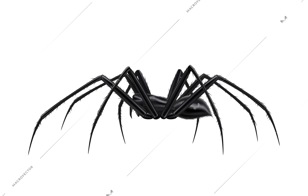 Realistic black spider side view vector illustration