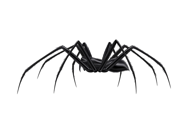 Realistic black spider side view vector illustration