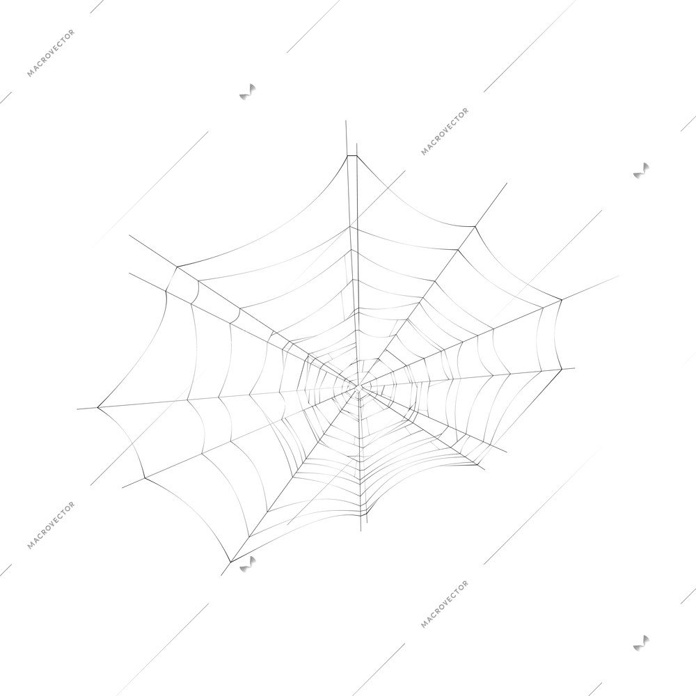 Realistic spider web on white background vector illustration