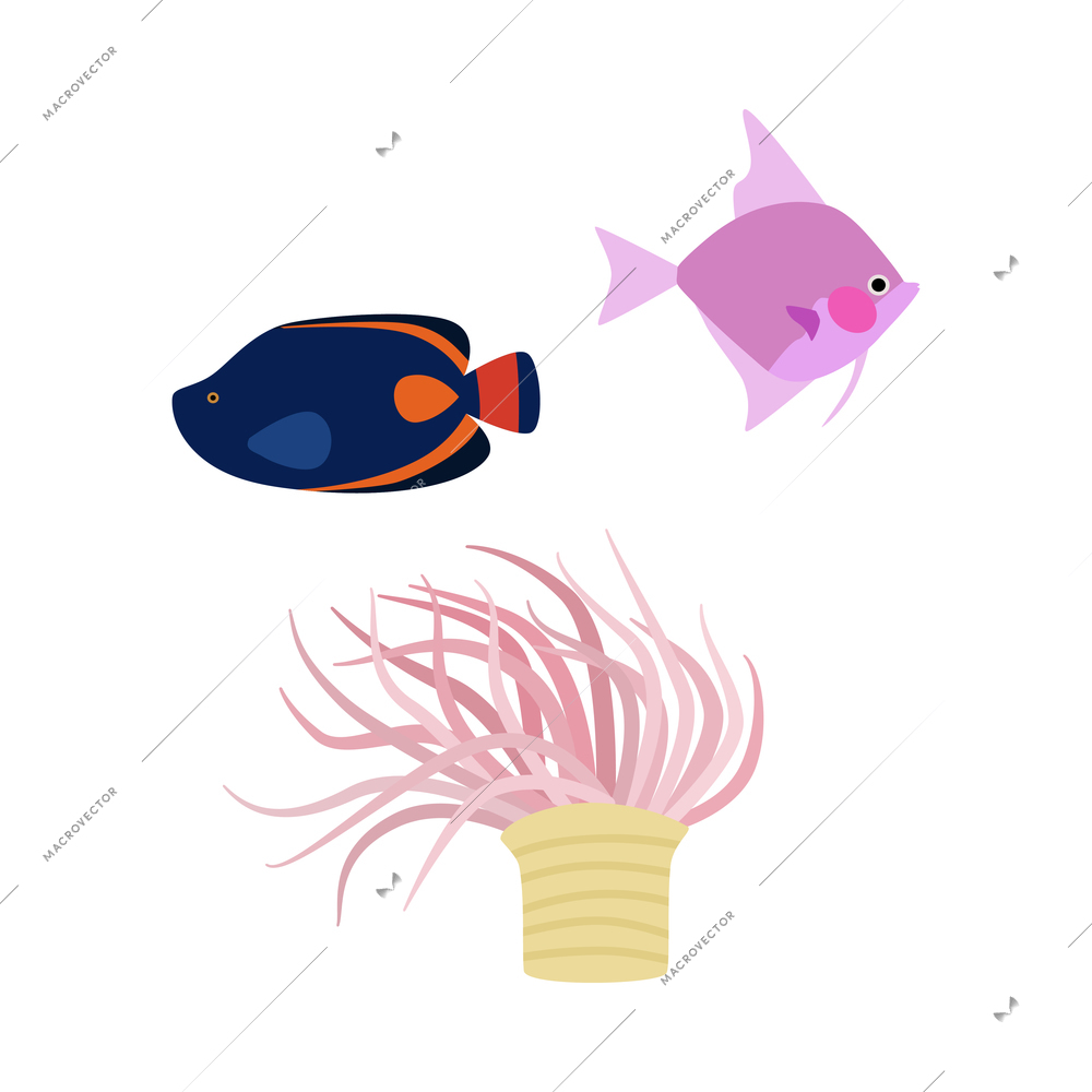 Two colorful fishes and underwater plant in flat style isolated on white background vector illustration