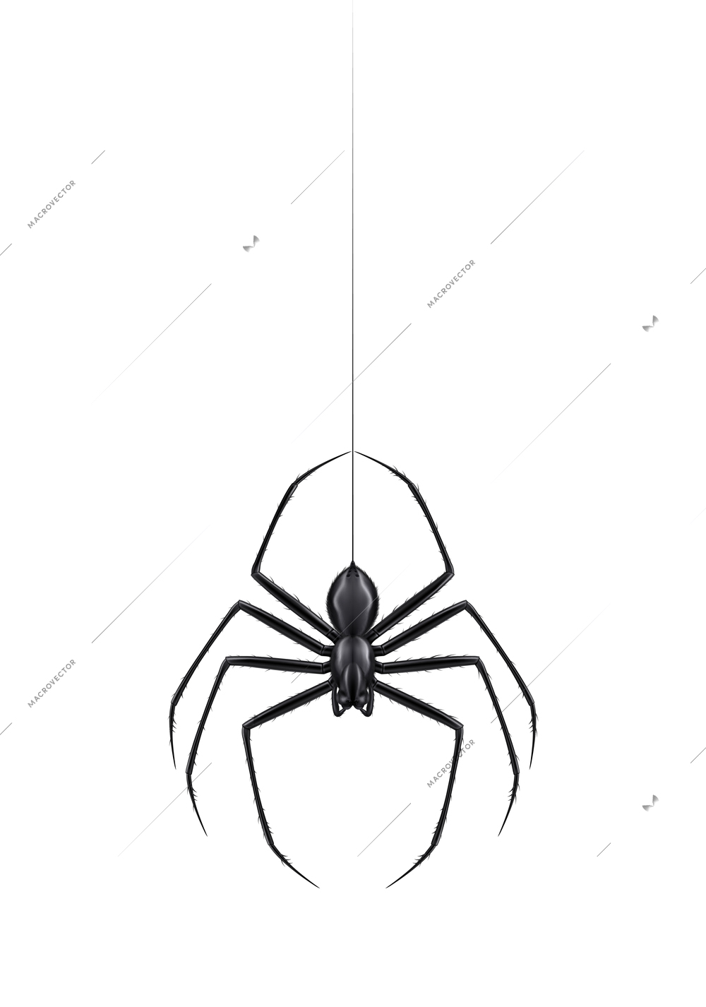 Realistic black spider hanging on cobweb vector illustration