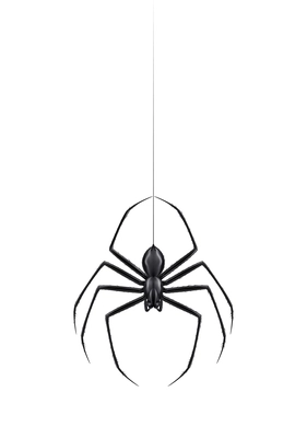 Realistic Spiders Diagram Colored Composition Spider Species Description  Them Vector Stock Vector by ©macrovector 617355090