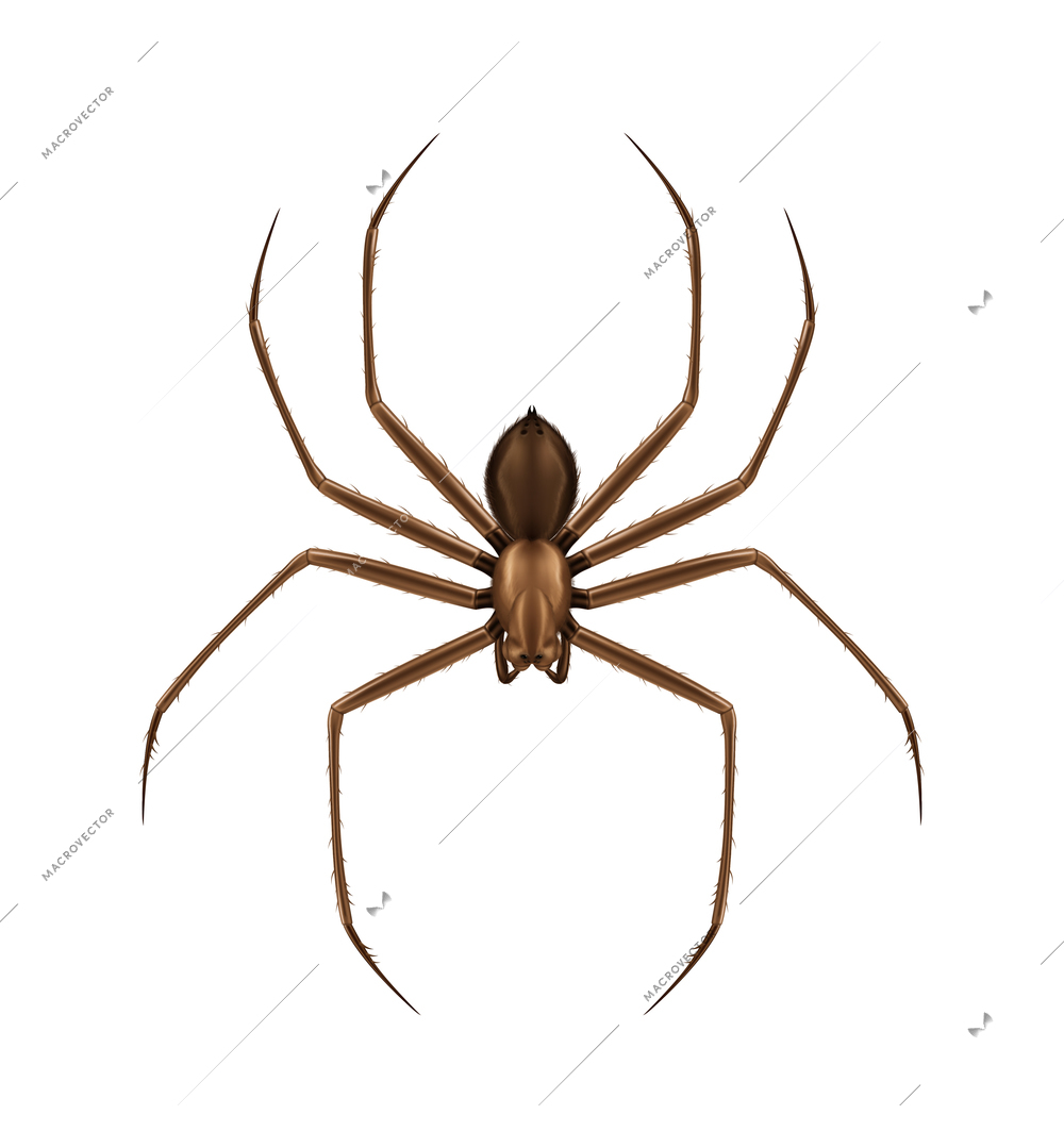 Brown hairy spider top view realistic vector illustration