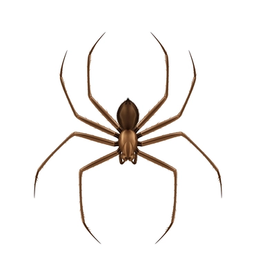 Brown hairy spider top view realistic vector illustration