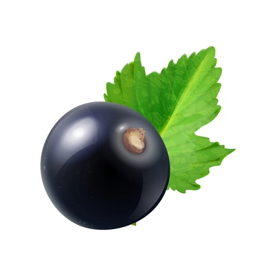 Ripe black currant with green leaf realistic vector illustration