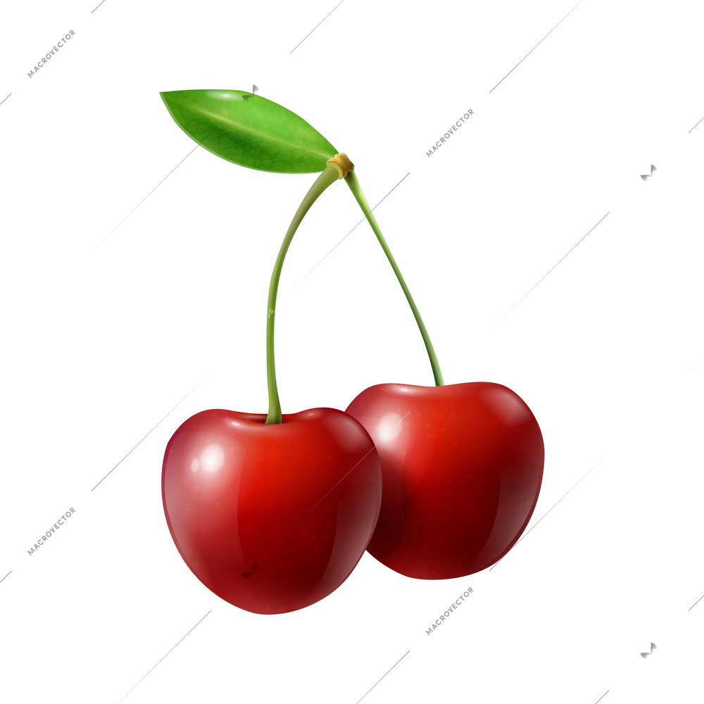 Two realistic ripe cherries with green leaf vector illustration