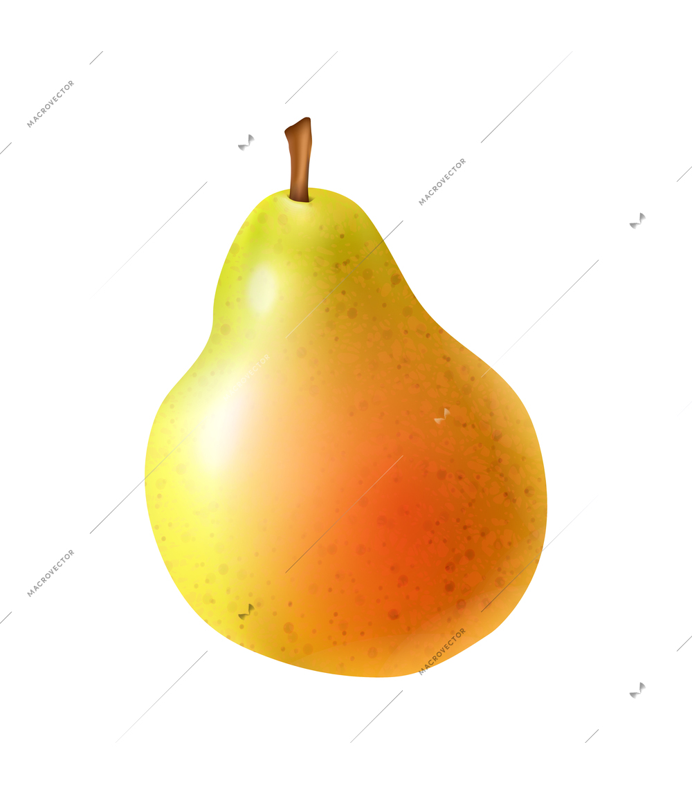 Realistic whole ripe pear on white background vector illustration