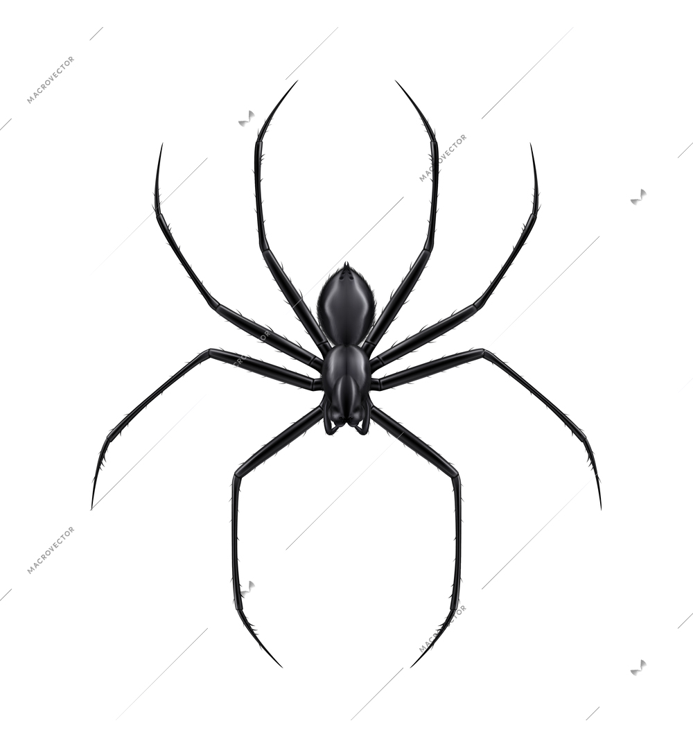 Top view of realistic black spider on white background vector illustration