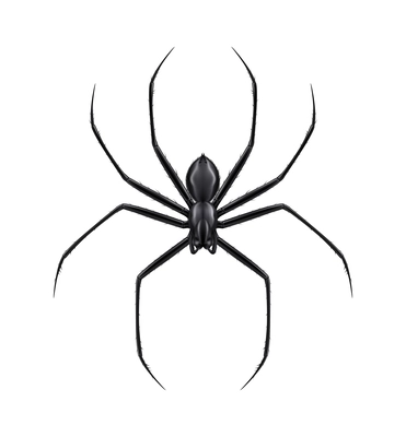 Top view of realistic black spider on white background vector illustration