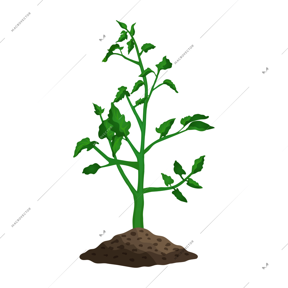 Growing green seedling of tomato plant flat vector illustration