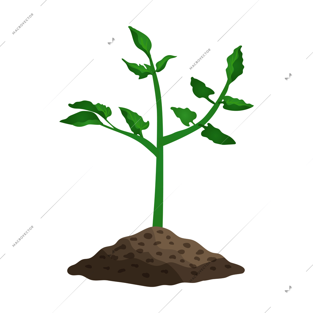 Tomato plant seedling growing in soil flat vector illustration