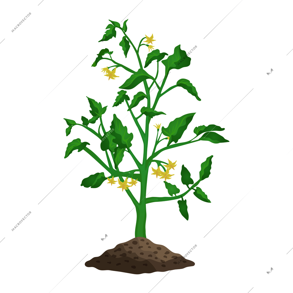 Green blooming tomato plant flat vector illustration