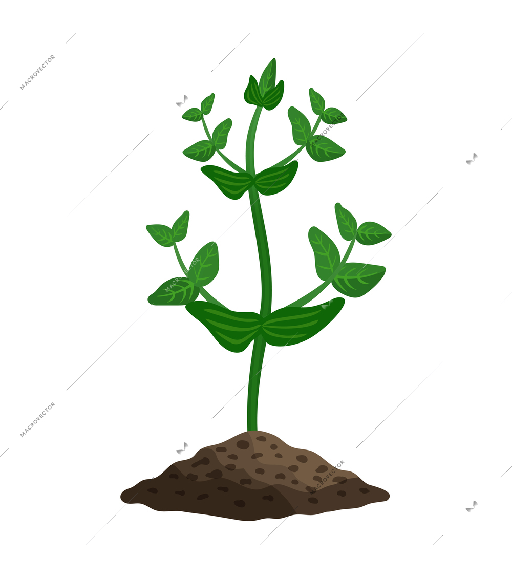 Green peas plant seedling growing in soil flat vector illustration
