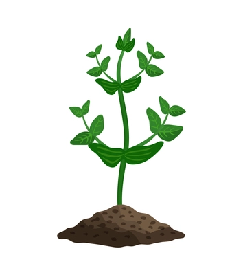 Green peas plant seedling growing in soil flat vector illustration