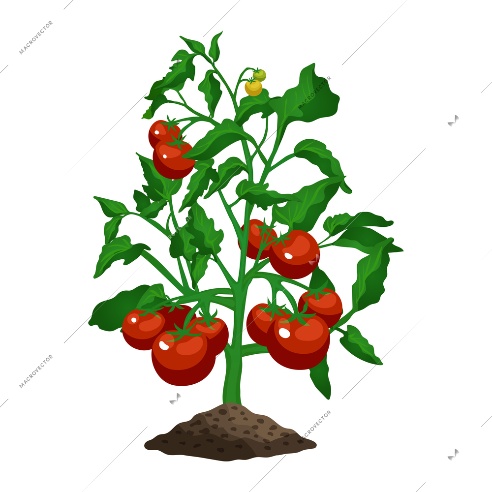 Flat growing tomato plant with green leaves and ripe vegetables vector illustration
