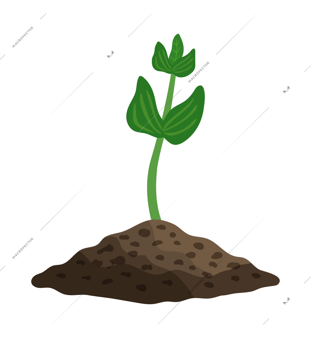 Green peas sprout growing in soil flat vector illustration