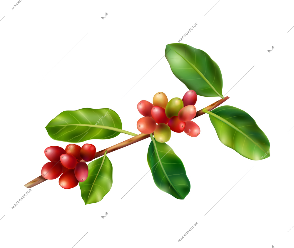 Branch with red coffee beans and green leaves realistic vector illustration