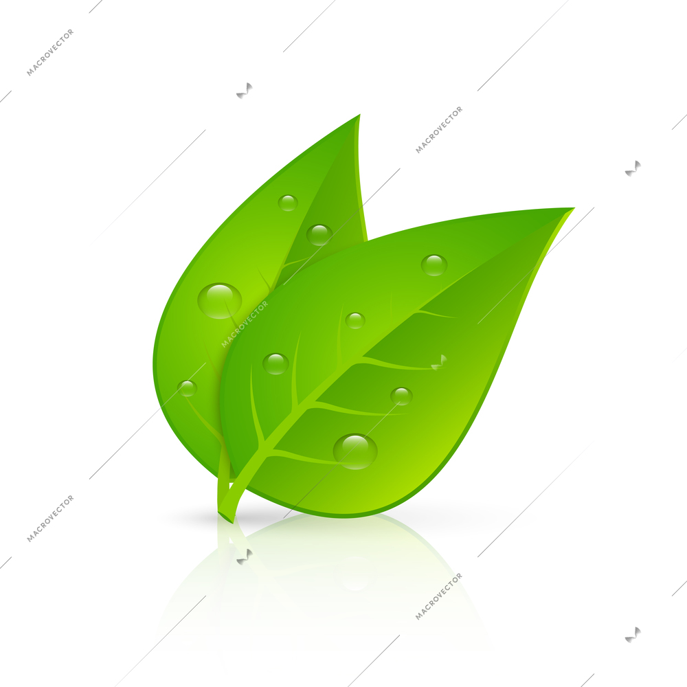 Two green leaves with fresh dew drops realistic image icon for pharmaceutical eco products emblem vector illustration