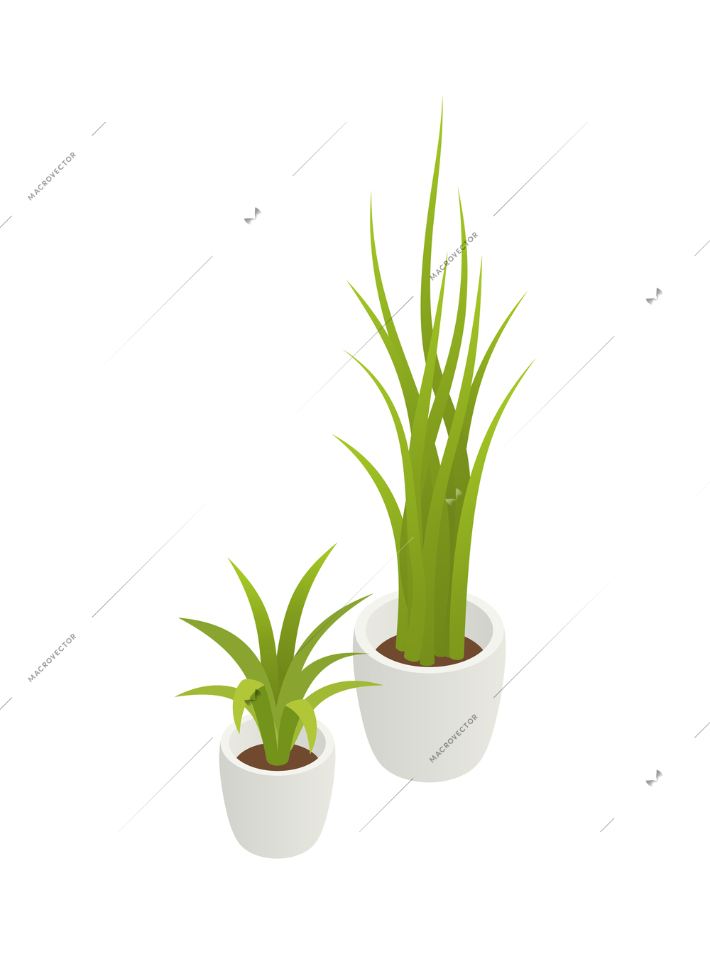 Green house plants in white pots of different size isometric vector illustration