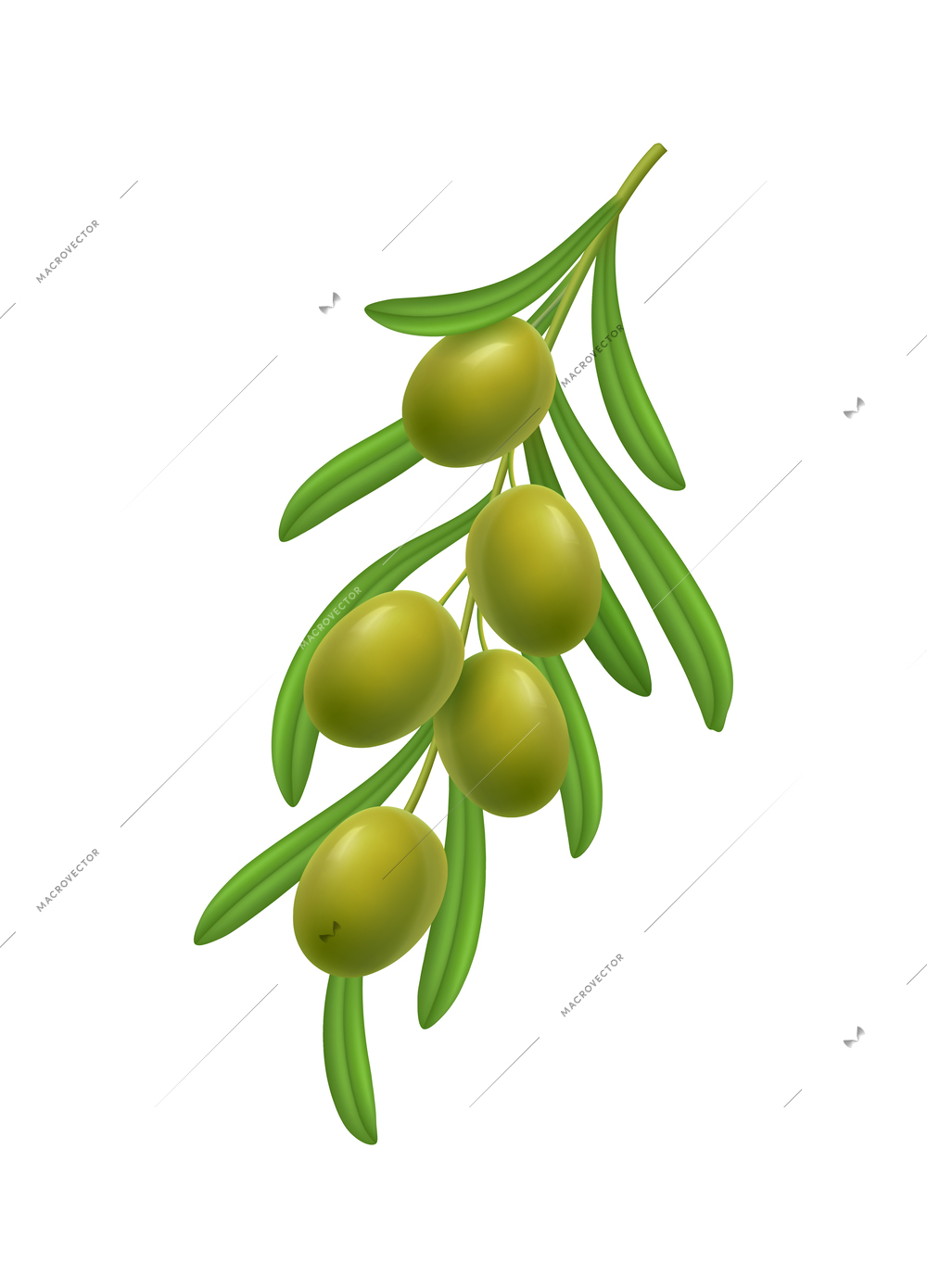Realistic branch with green olives and leaves on white background vector illustration