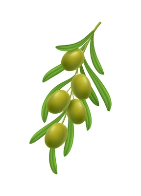 Realistic branch with green olives and leaves on white background vector illustration