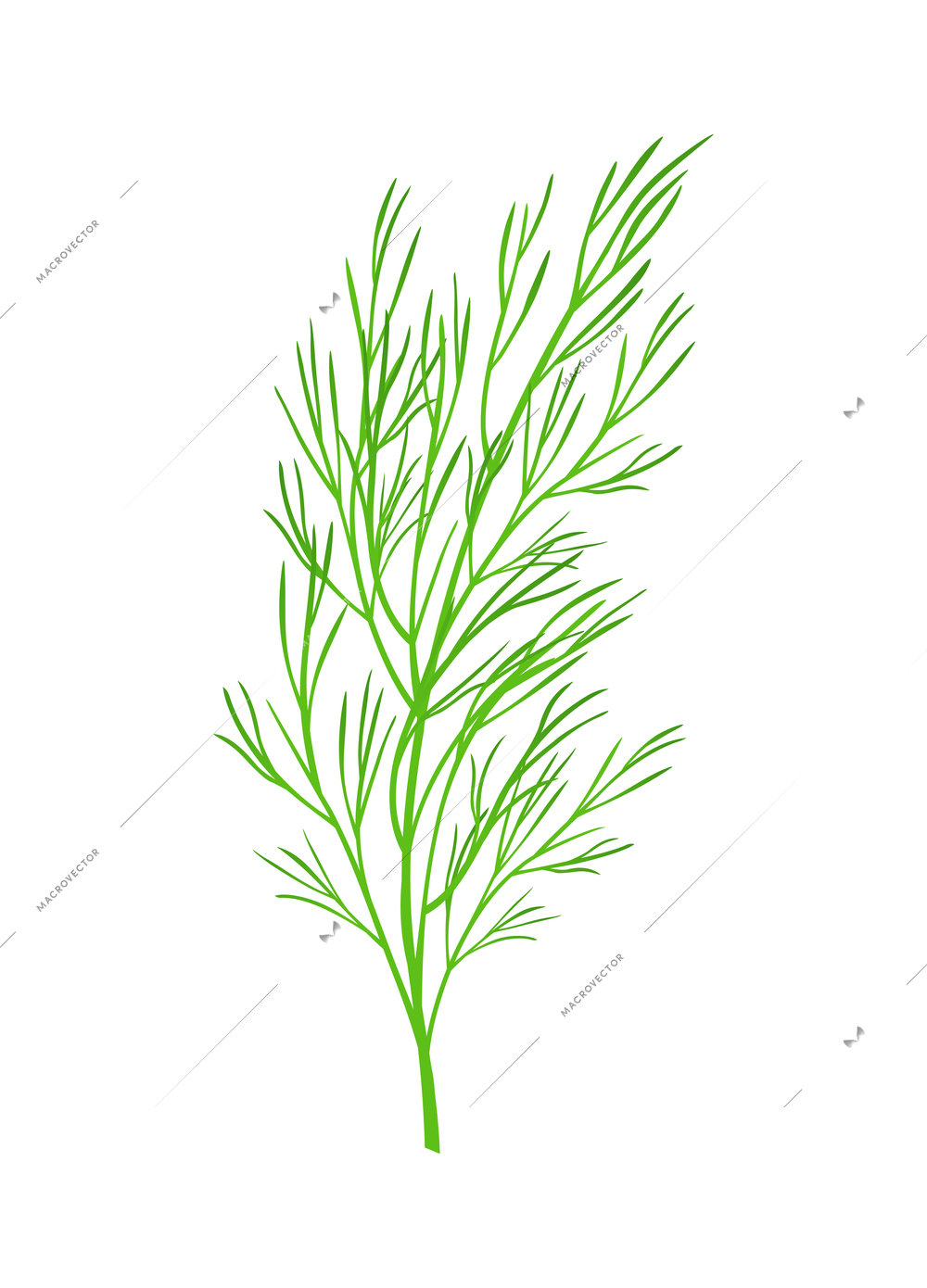 Realistic fresh green fennel branch on white background vector illustration