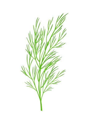 Realistic fresh green fennel branch on white background vector illustration