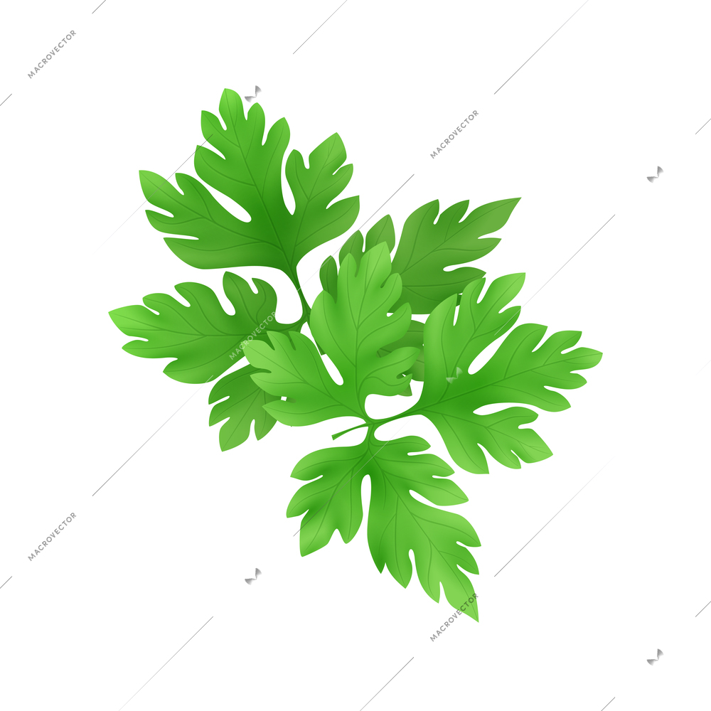 Realistic fresh green parsley leaves on white background vector illustration