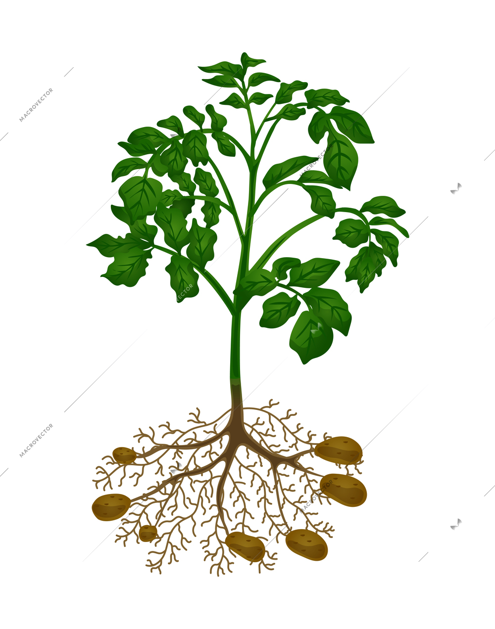 Flat potato plant with tubers on white background vector illustration