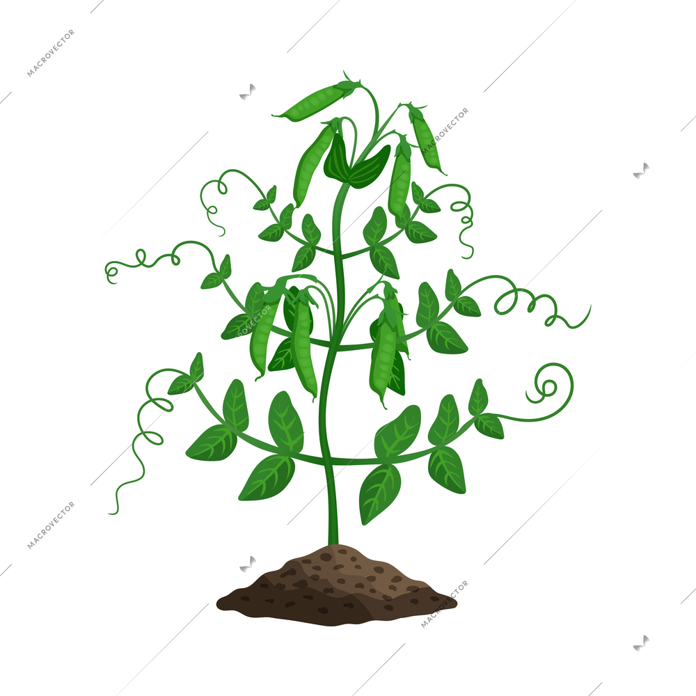 Flat growing peas plant with green pods vector illustration