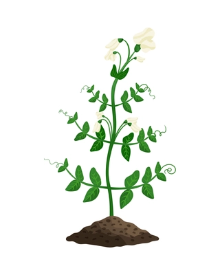 Flat blooming green peas plant growing in soil vector illustration