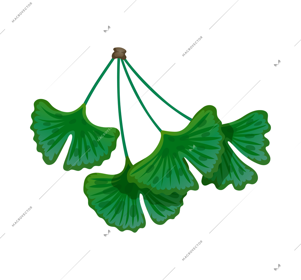 Prehistoric plant ginkgo biloba green leaves on white background flat vector illustration