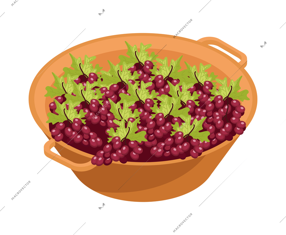 Isometric fresh grapes with green leaves in basin 3d vector illustration