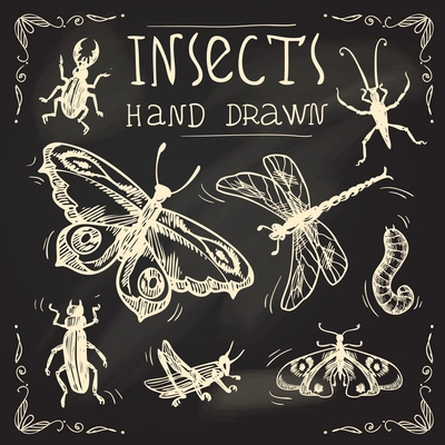 Insects sketch chalkboard decorative icons set with midge cockroach grasshopper isolated vector illustration