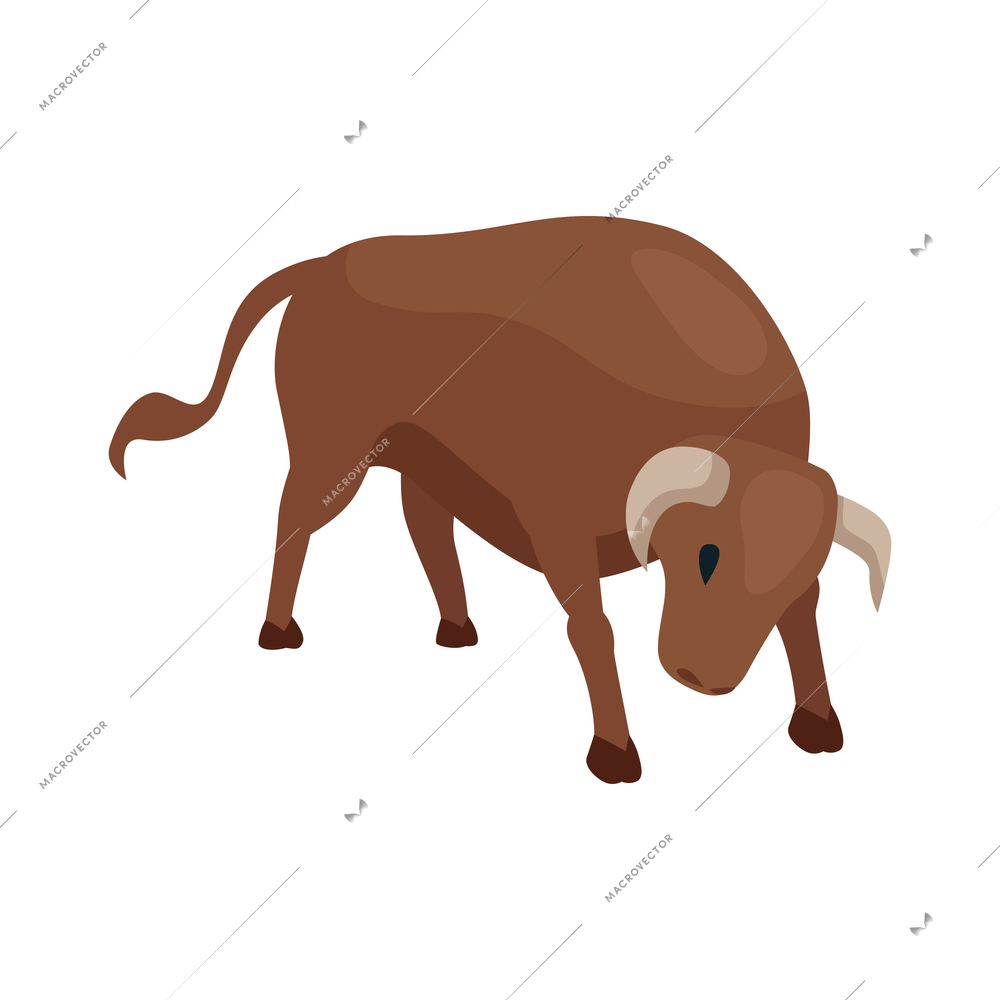 Isometric bullfight composition with isolated image of angry bull vector illustration