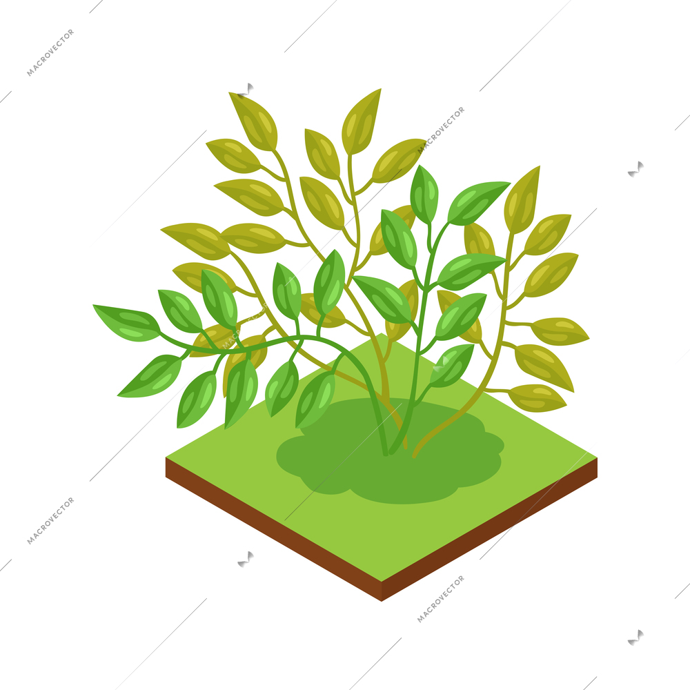 Isometric jungle composition with square piece of terrain and exotic plant vector illustration